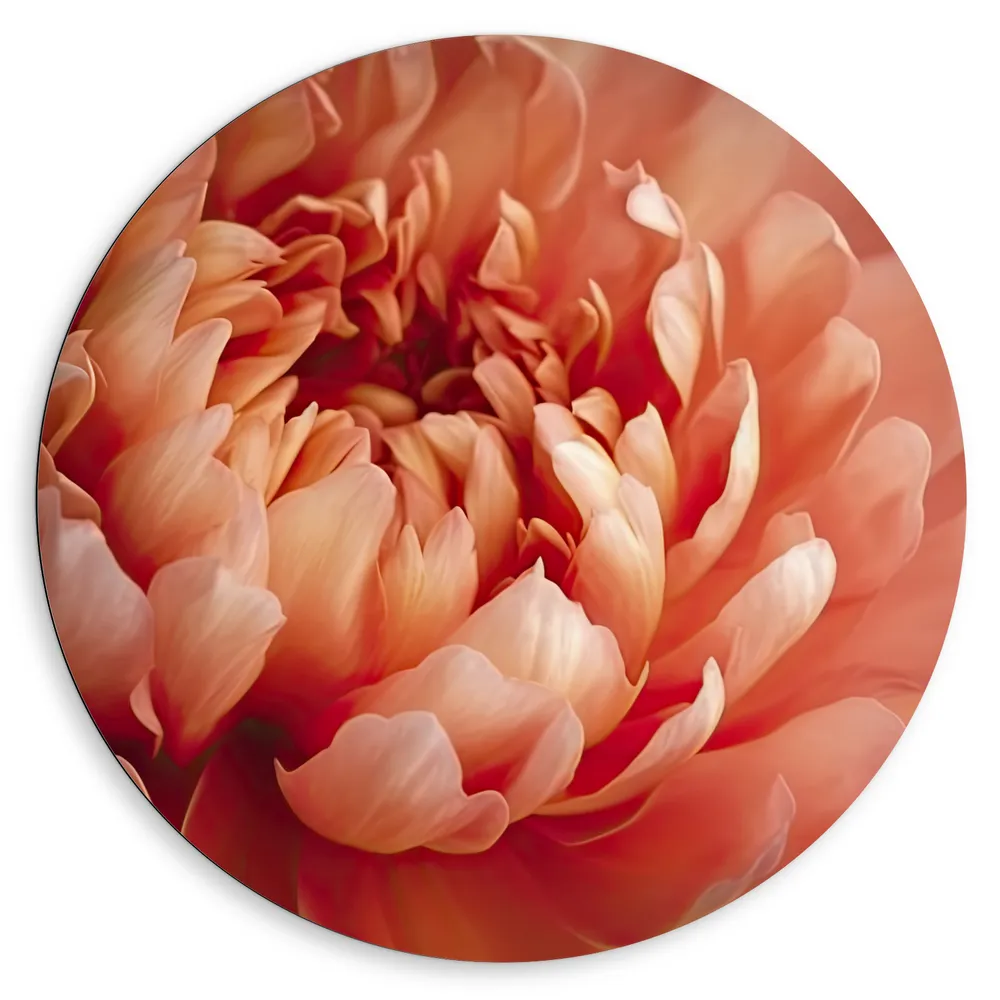 Dibond Muurcirkel - Close-up van Bloeiende Roze Pioenroos