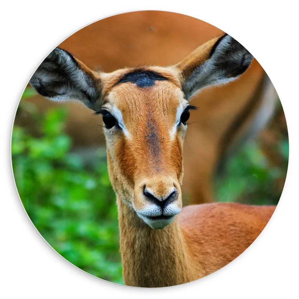Dibond Muurcirkel - Kop van Antilope met Donkere Ogen