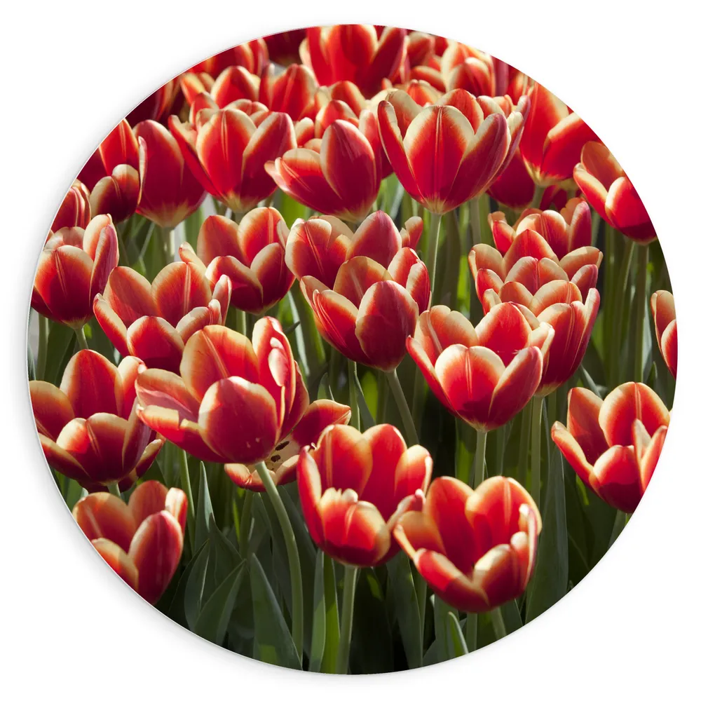 Dibond Muurcirkel - Rood Tulpenveld in Nederland