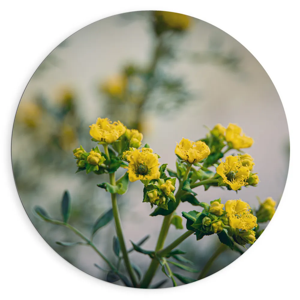 Dibond Muurcirkel - Gele Ruta Bloemen aan Lange Stengels