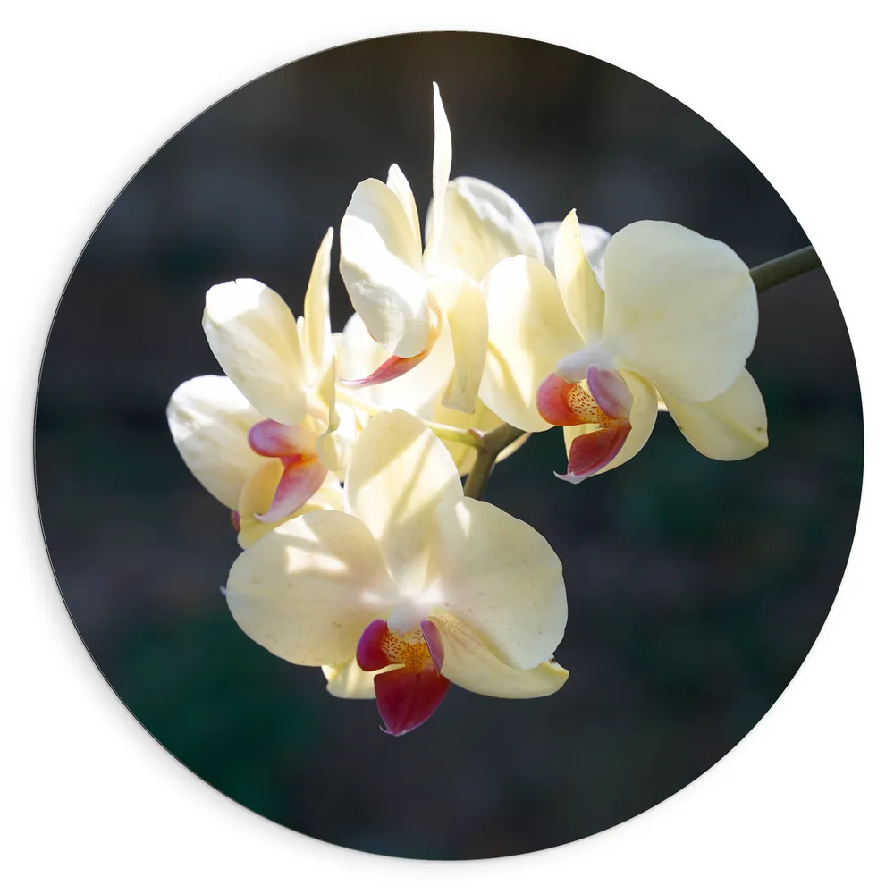 Dibond Muurcirkel - Witte Orchideeën met Roze Midden Hangend aan een Stengel - Bloemen