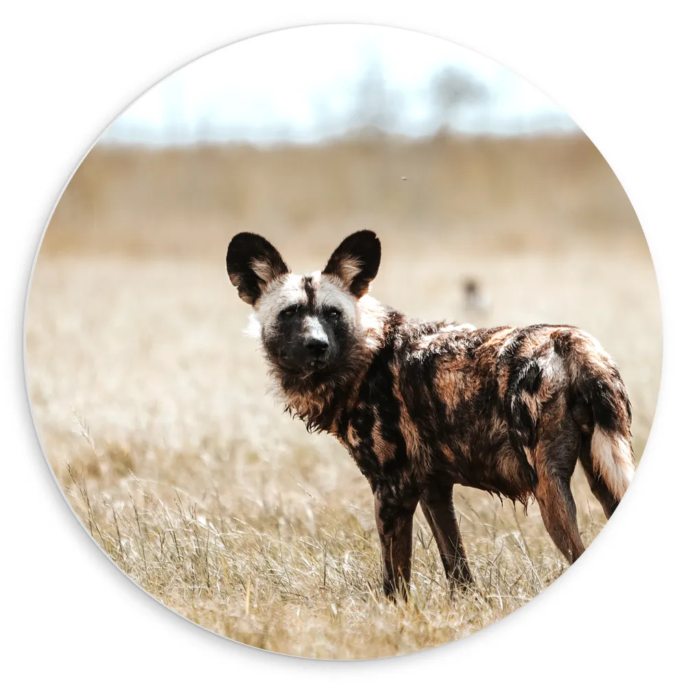 Dibond Muurcirkel - Omkijkende Hyena in het Droge Grasveld