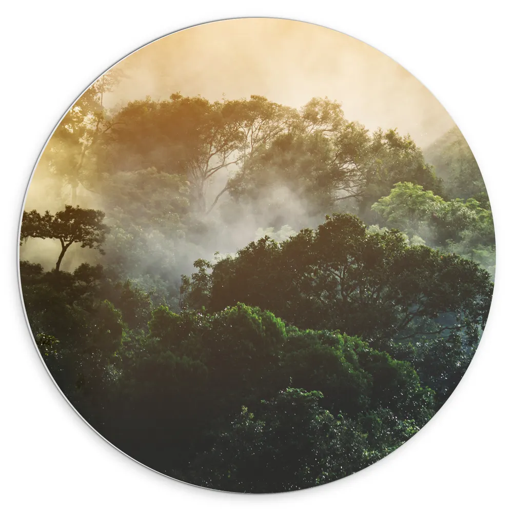 Dibond Muurcirkel - Mist tussen de Groene Boomtoppen