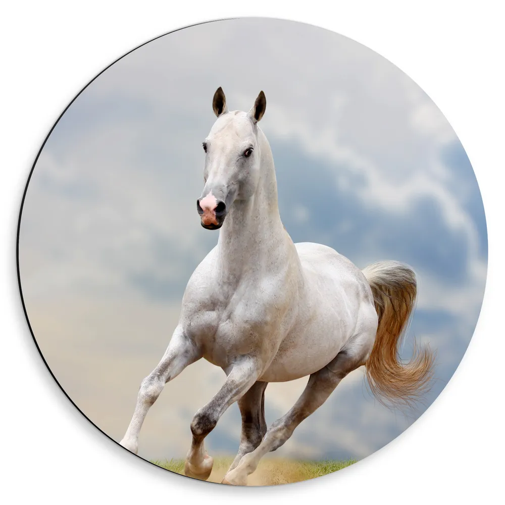Dibond Muurcirkel - Galopperend Witte Paard door Grasveld