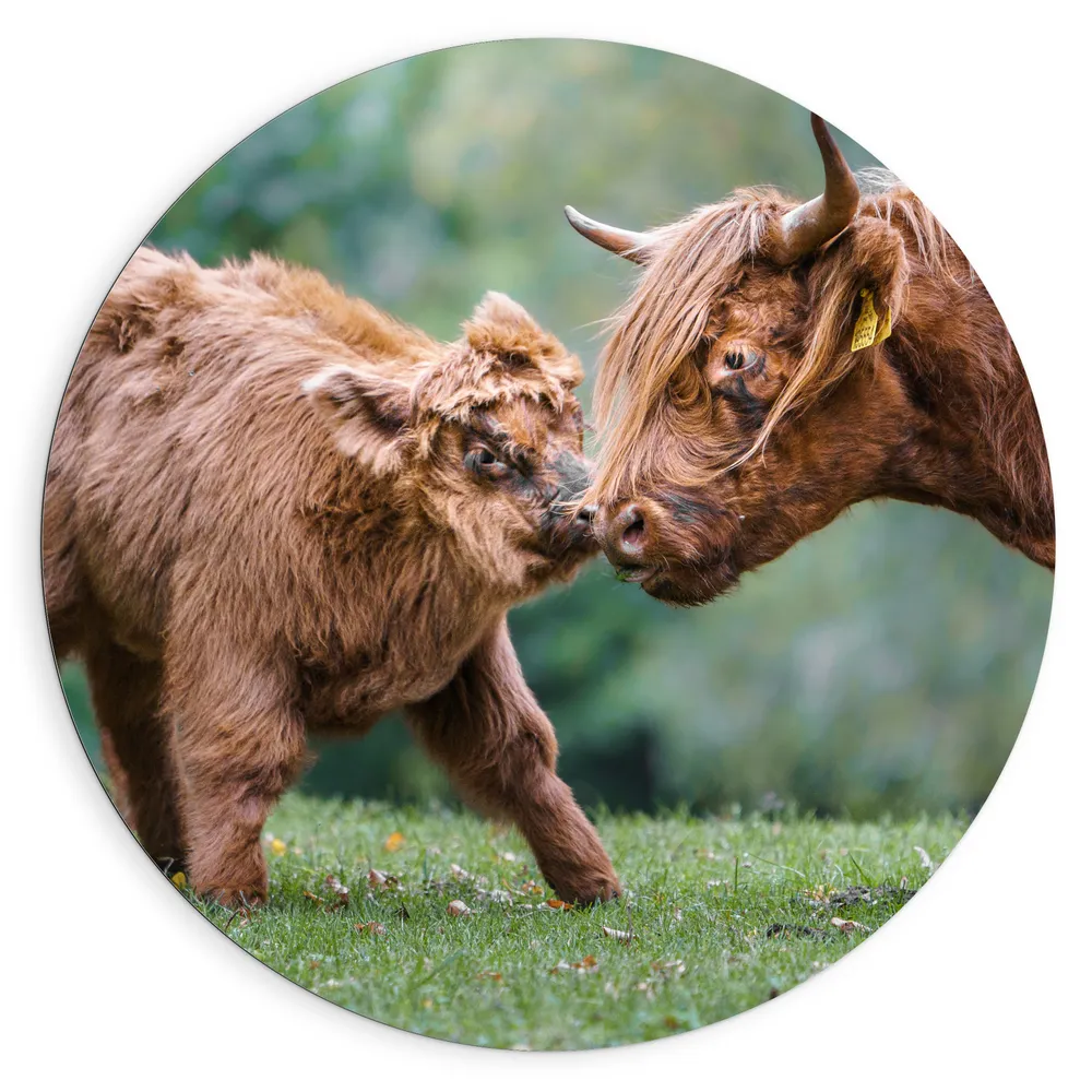 Dibond Muurcirkel - Schotse Hooglander Kussend met Kalfje in Groen Grasveld
