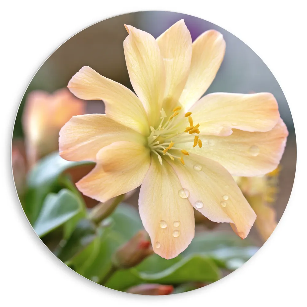 Dibond Muurcirkel - Licht Geel met Oranje Lewisia Cotyledon Bloem