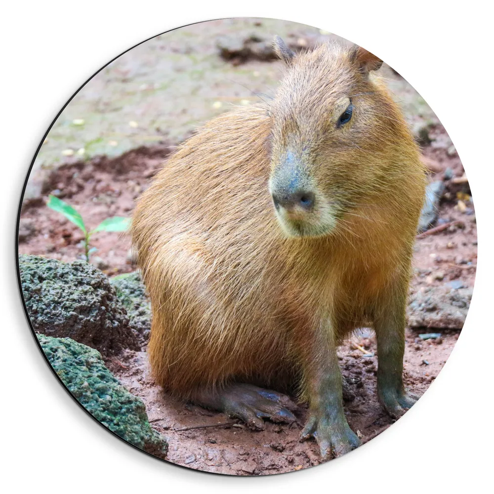 Dibond Muurcirkel - Dier - Dierentuin - Buiten - Planten - Zand