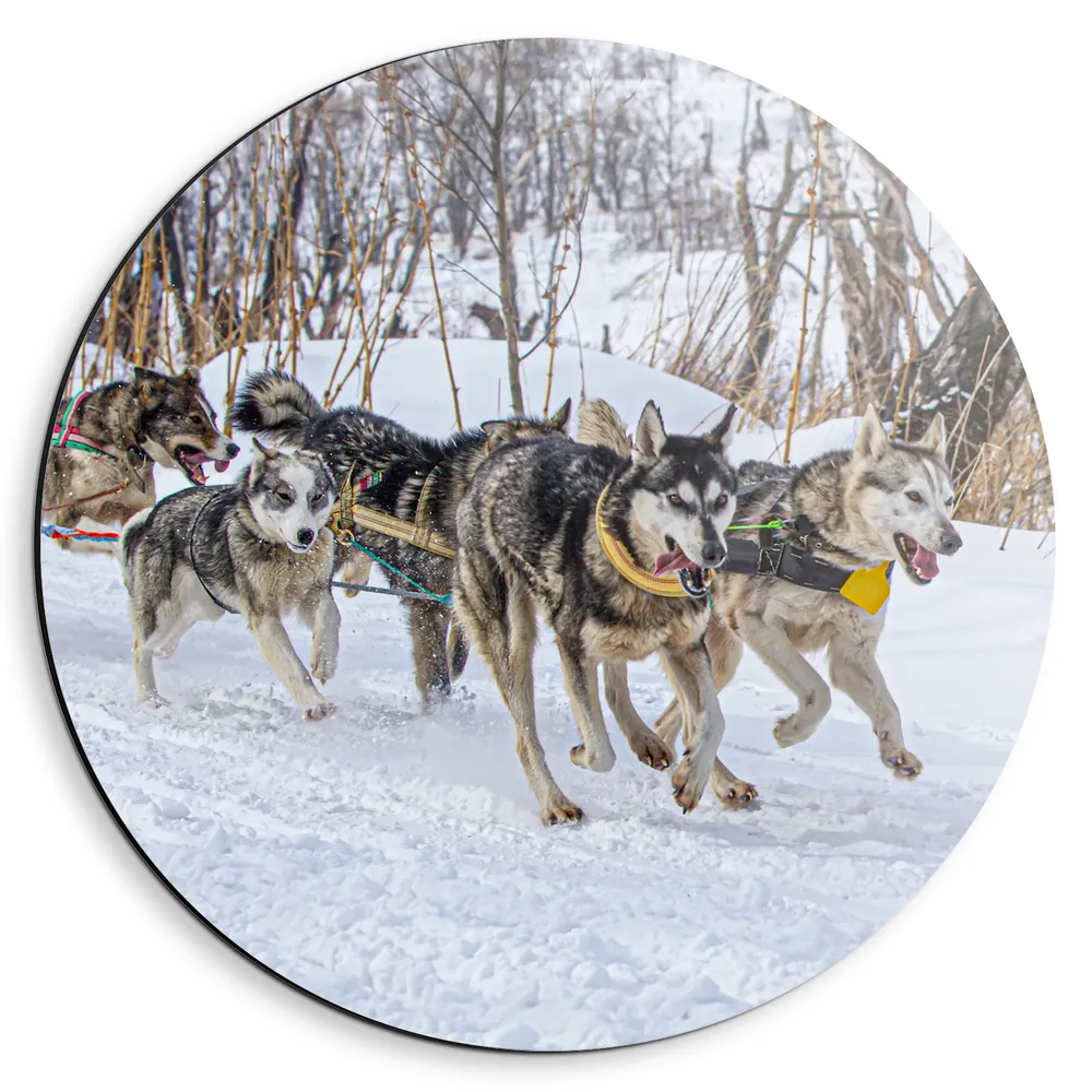 Dibond Muurcirkel - Groep Slee-honden in Sneeuwlandschap
