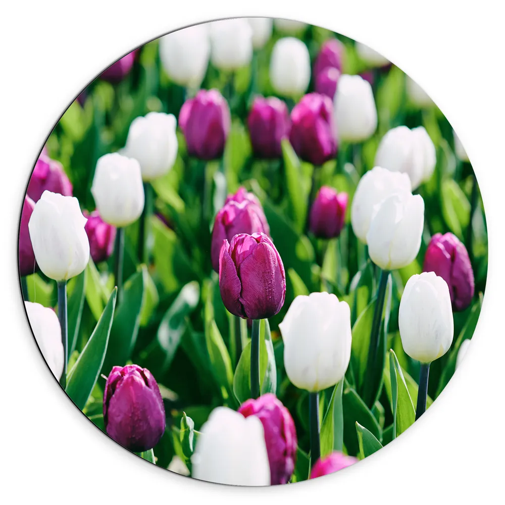 Dibond Muurcirkel - Paars-Witte Bloemenveld