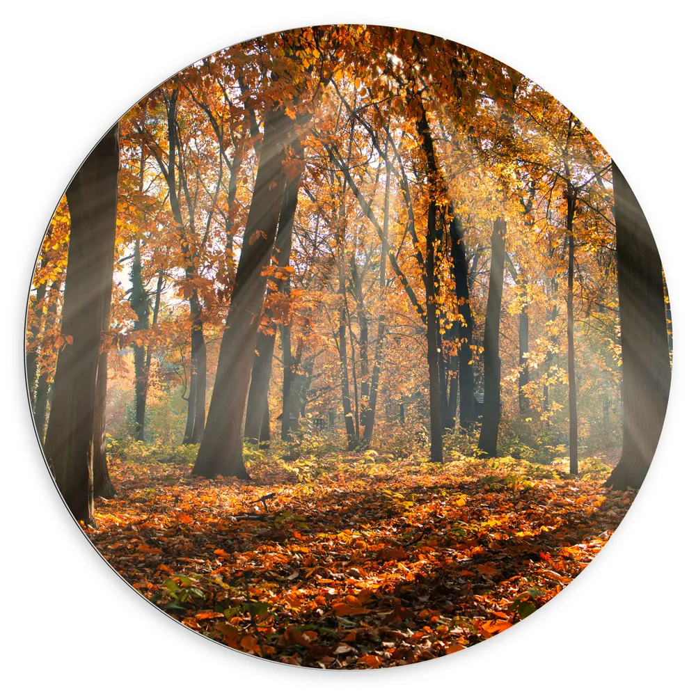 Dibond Muurcirkel - Bos in de Herfst met Zonnestralen door de Bomen