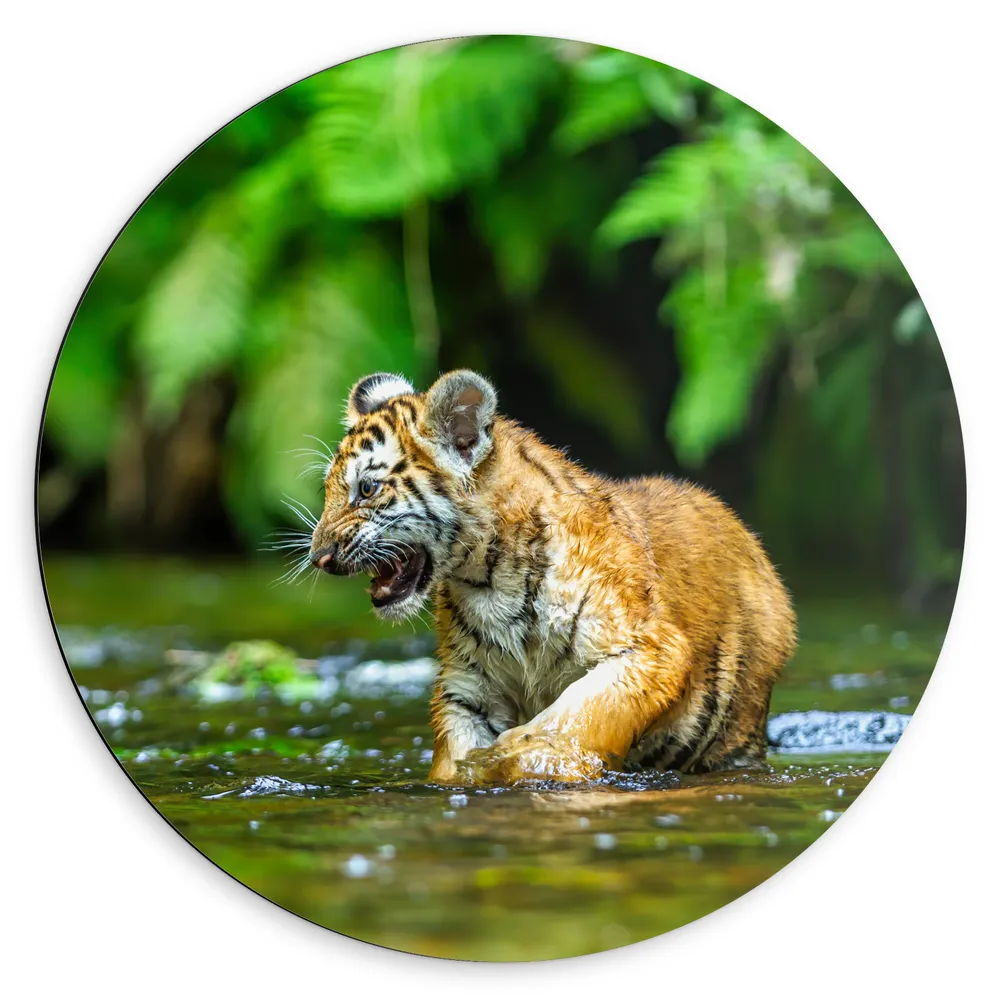 Dibond Muurcirkel - Tijgerwelp Spelend in Rivier in de Jungle