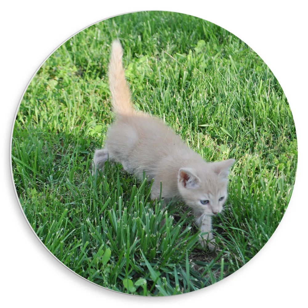 Dibond Muurcirkel - Kitten met licht gekleurde vacht met blauwe ogen loopt door groen gras heen