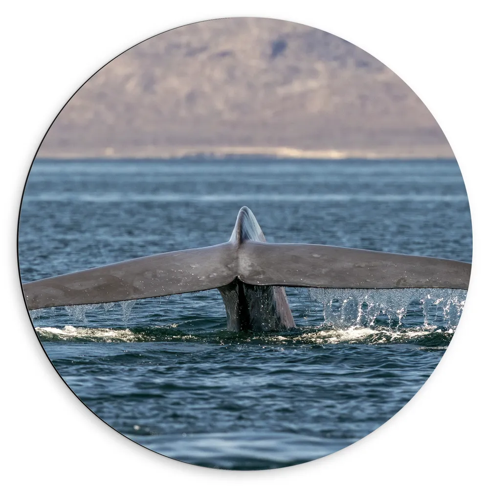 Dibond Muurcirkel - Staart van Walvis boven het Wateroppervlak