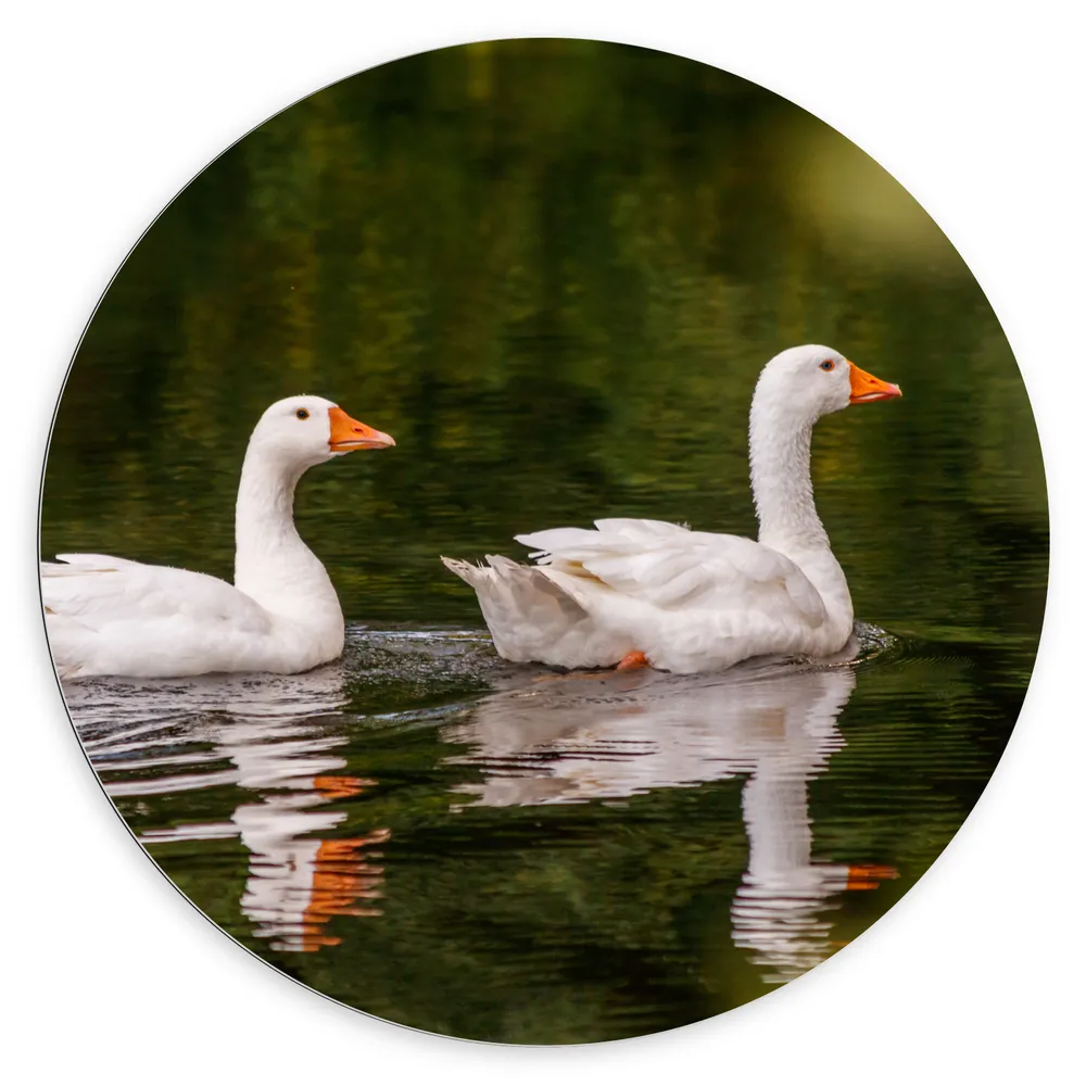 Dibond Muurcirkel - Duo Witte Ganzen met Oranje Snavels Dobberend op Kalm Water