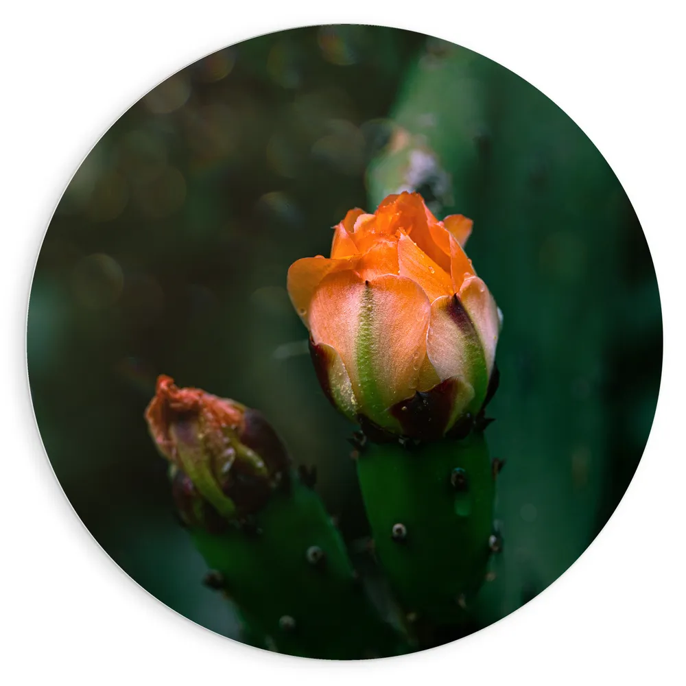Dibond Muurcirkel - Oranje Nopal Bloem uit Donker Groene Cactus
