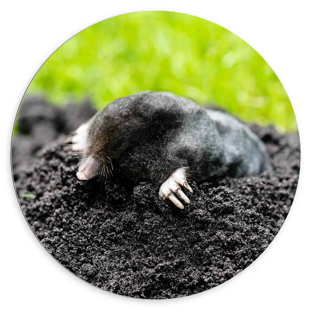 Dibond Muurcirkel - Mol komt uit een molshoop tussen het groene gras