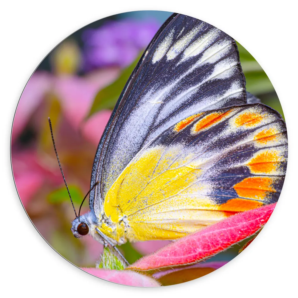 Dibond Muurcirkel - Zwart met Gele en Oranje Vleugels aan Delias hyparete Vlinder op Roze Bloemen