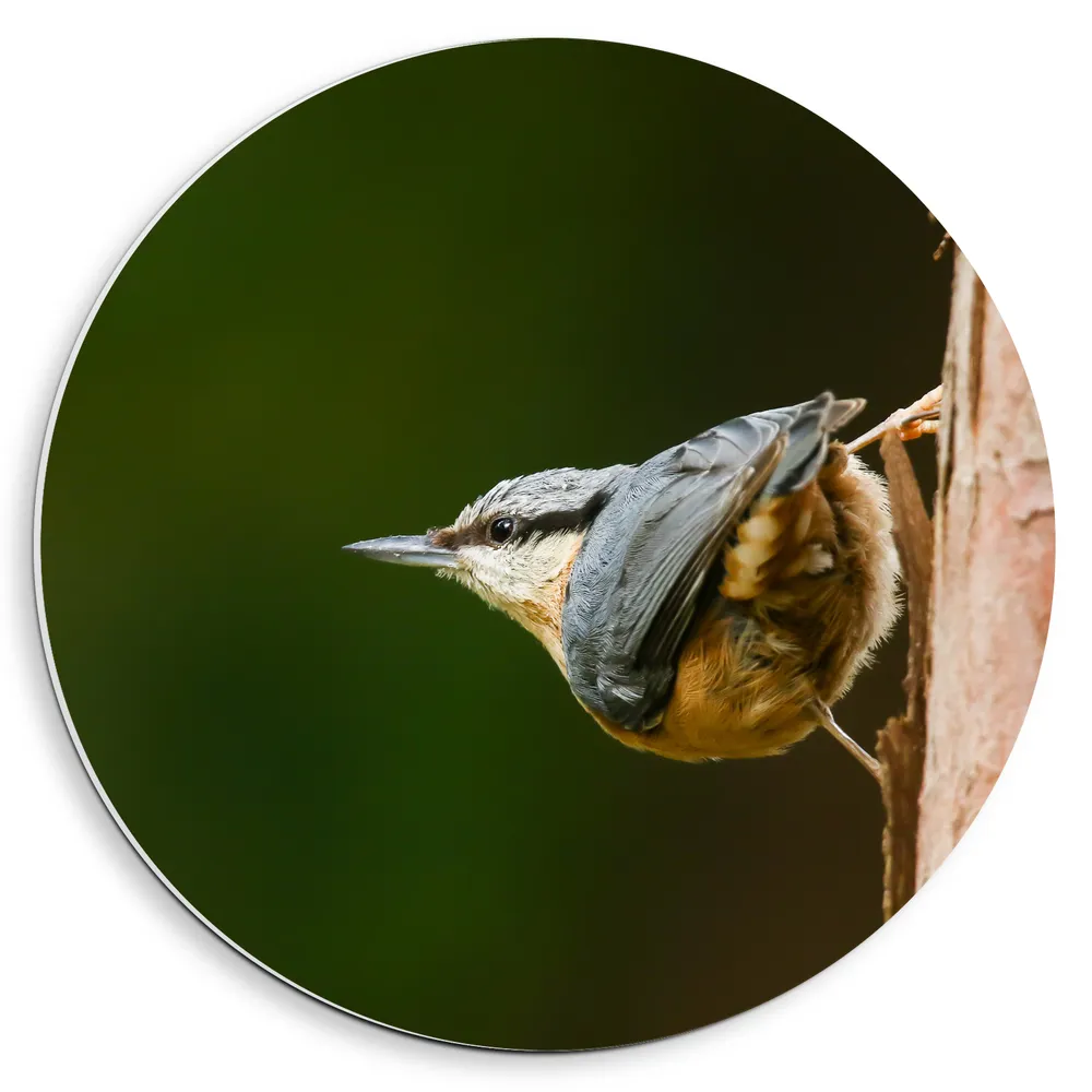 Dibond Muurcirkel - Opzijkijkende Boomklever Vogel in het Grijs