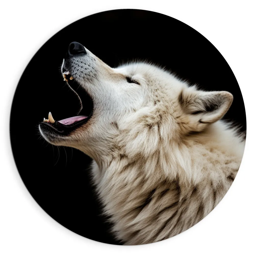 Dibond Muurcirkel - Zijaanzicht van Brullende Witte Wolf tegen Zwarte Achtergrond