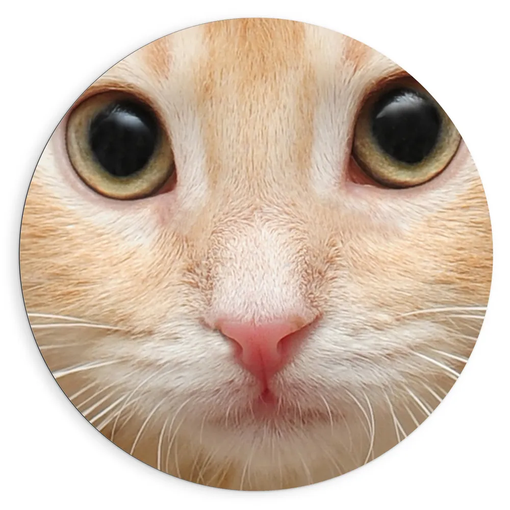 Dibond Muurcirkel - Close-up van Gezicht van Roodharige Kitten