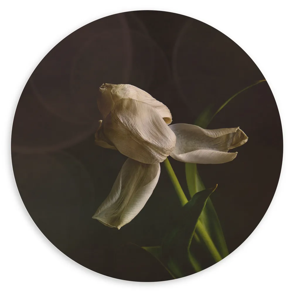 Dibond Muurcirkel - Stervende Witte Tulp op Stengel voor Donker Bruine Achtergrond - Bloemen