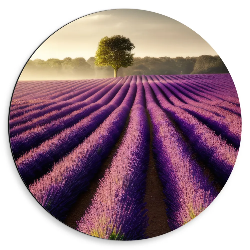 Dibond Muurcirkel - Rijen Lavendelbloemen in Weiland
