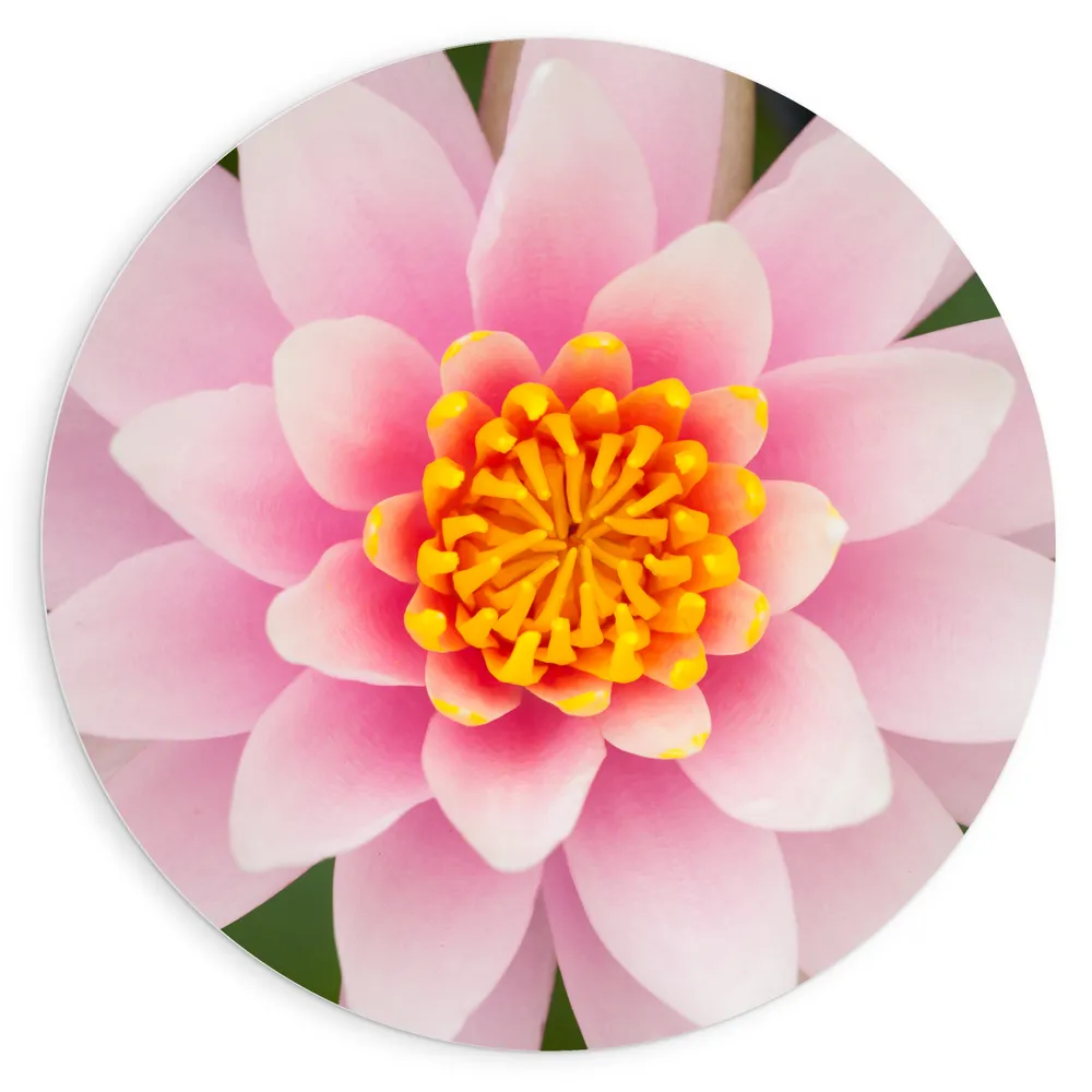 Dibond Muurcirkel - Bovenaanzicht van Roze Lotus Bloem