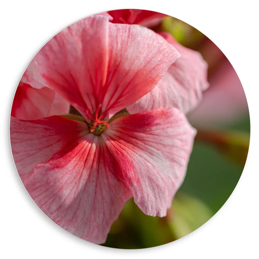 Dibond Muurcirkel - Close Up van Pelarfonium Hortorum Bloem
