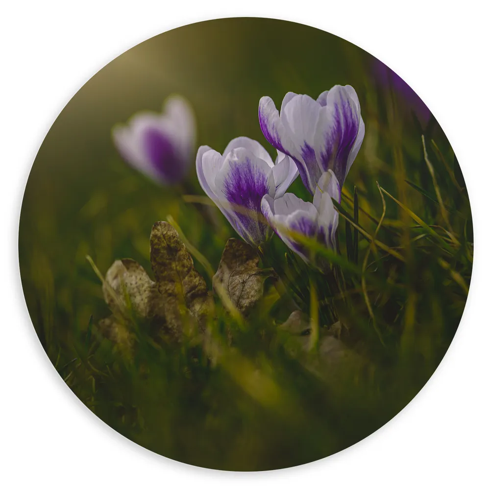 Dibond Muurcirkel - Wit met Paarse Crocus Bloemen in Grasveld