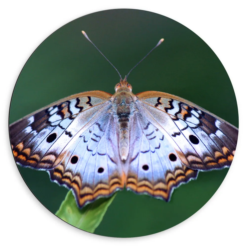 Dibond Muurcirkel - Anartia jatrophae Blauw met Bruine Vlinder