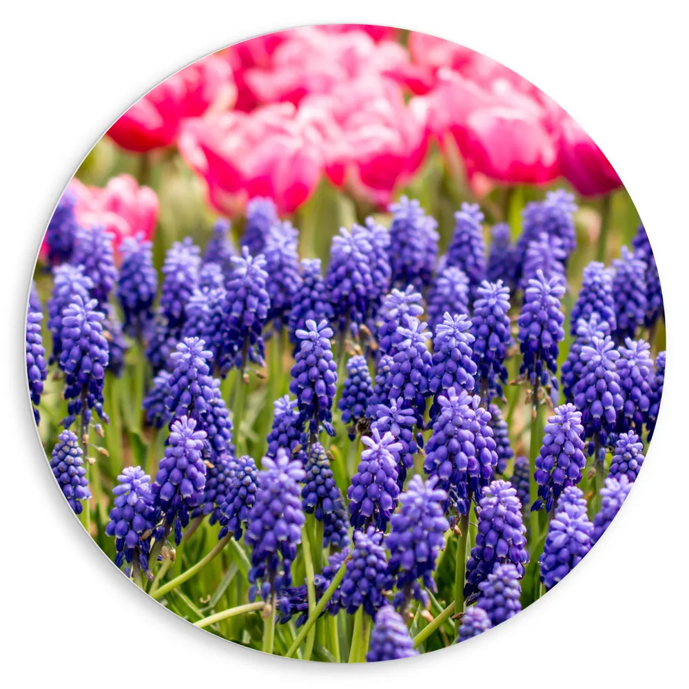 Dibond Muurcirkel - Gekleurd Bloemenveld van Blauwe Druifjes en Roze Rozen