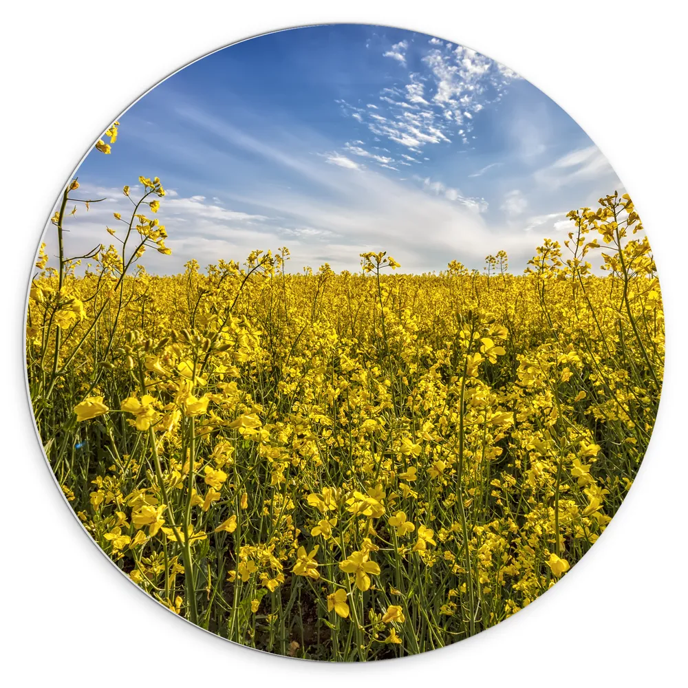 Dibond Muurcirkel - Bloeiende Gele Bloemen op een Mooie Lentedag