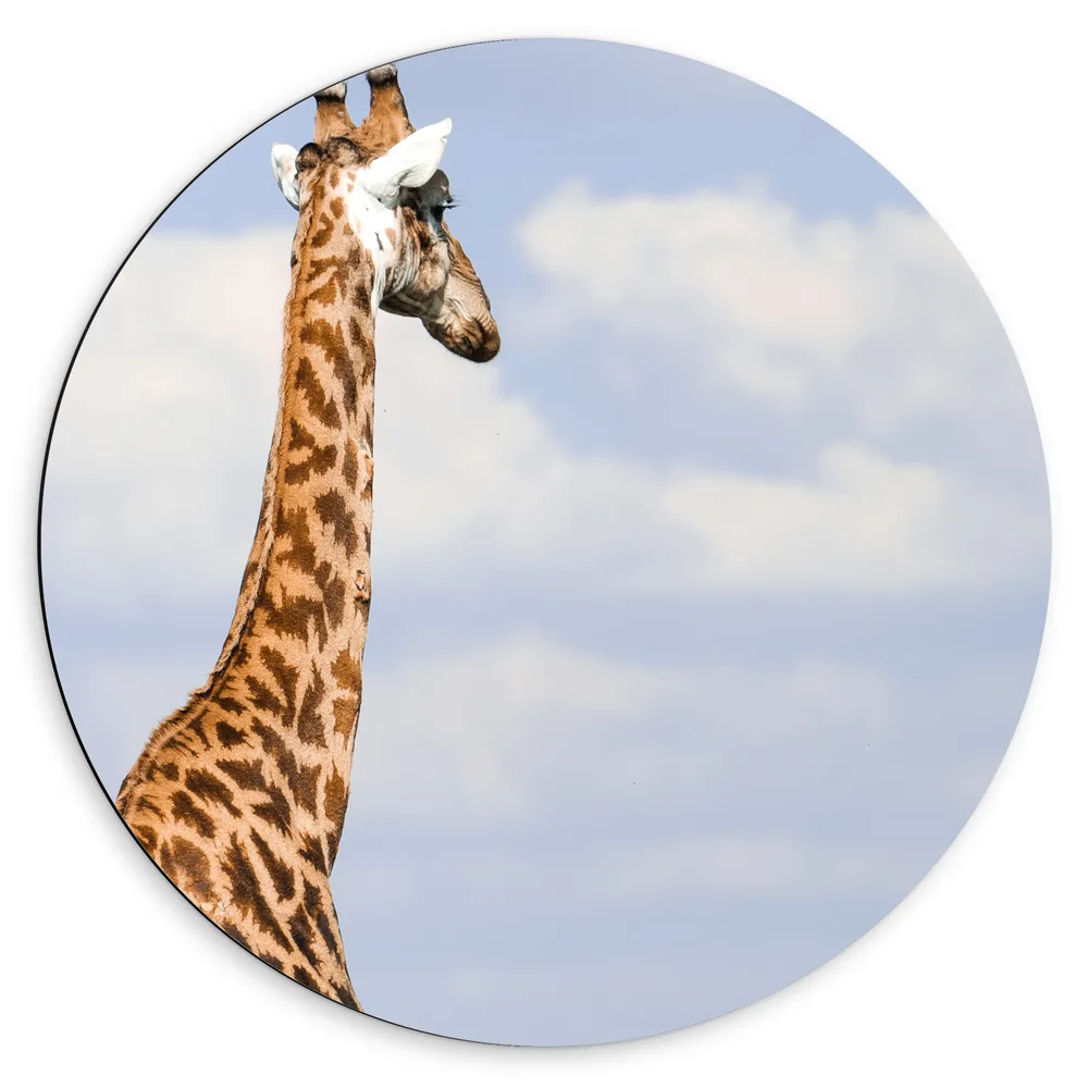 Dibond Muurcirkel - Achteraanzicht van Giraffe