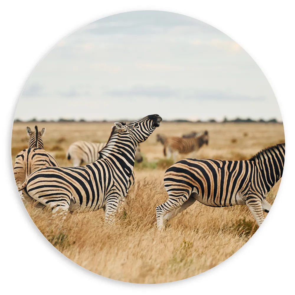 Dibond Muurcirkel - Kudde Zebra_s op Open Vlakte in Afrikaans Droog Landschap