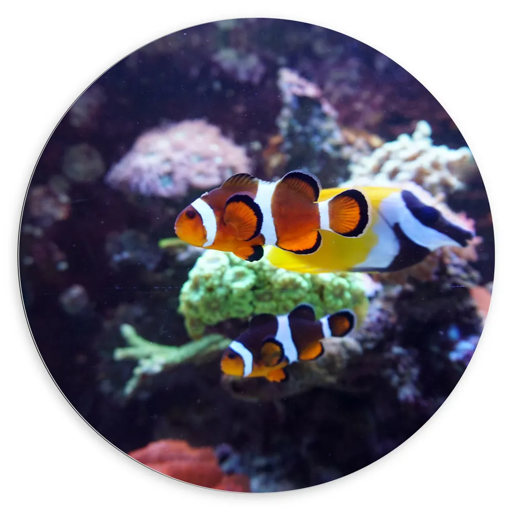 Dibond Muurcirkel - Twee Anemoon Vissen Zwemmend door Aquarium