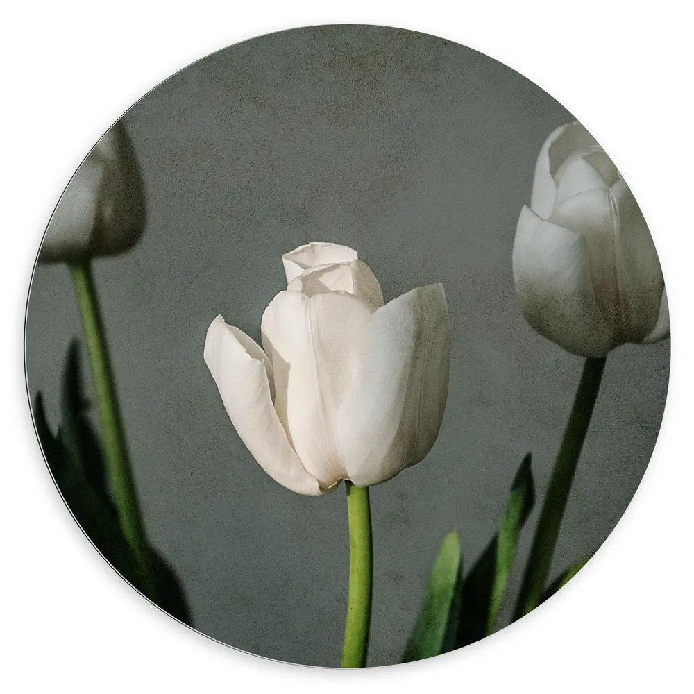 Dibond Muurcirkel - Witte Tulpen Op Lange Stengels voor Grijze Achtergrond - Bloemen