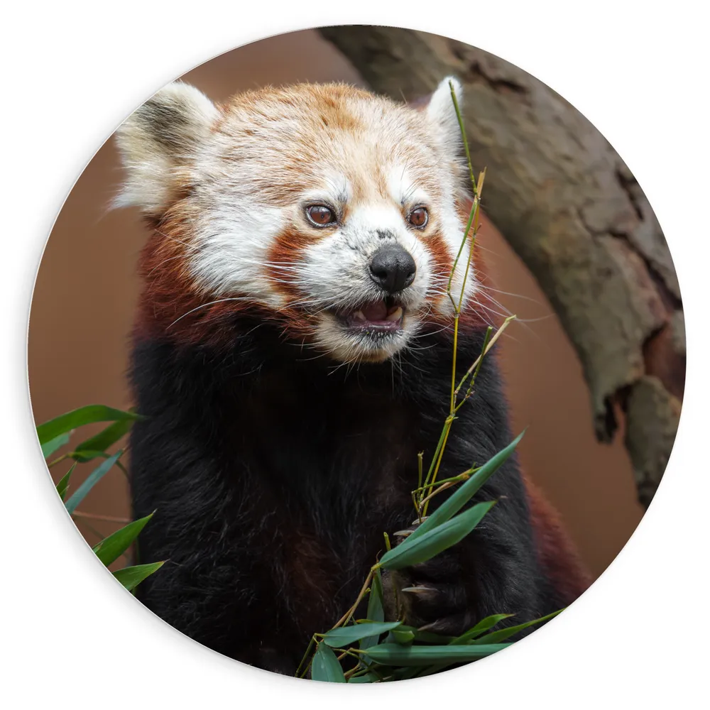 Dibond Muurcirkel - Etende Rode Panda van Groene Planten
