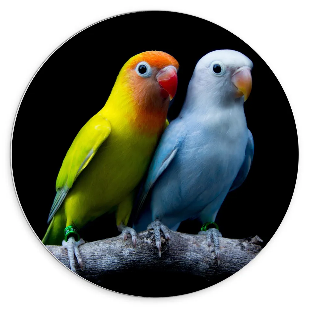 Dibond Muurcirkel - Oranje-Gele Vogel met Blauwe Vogel op Tak tegen Zwarte Achtergrond