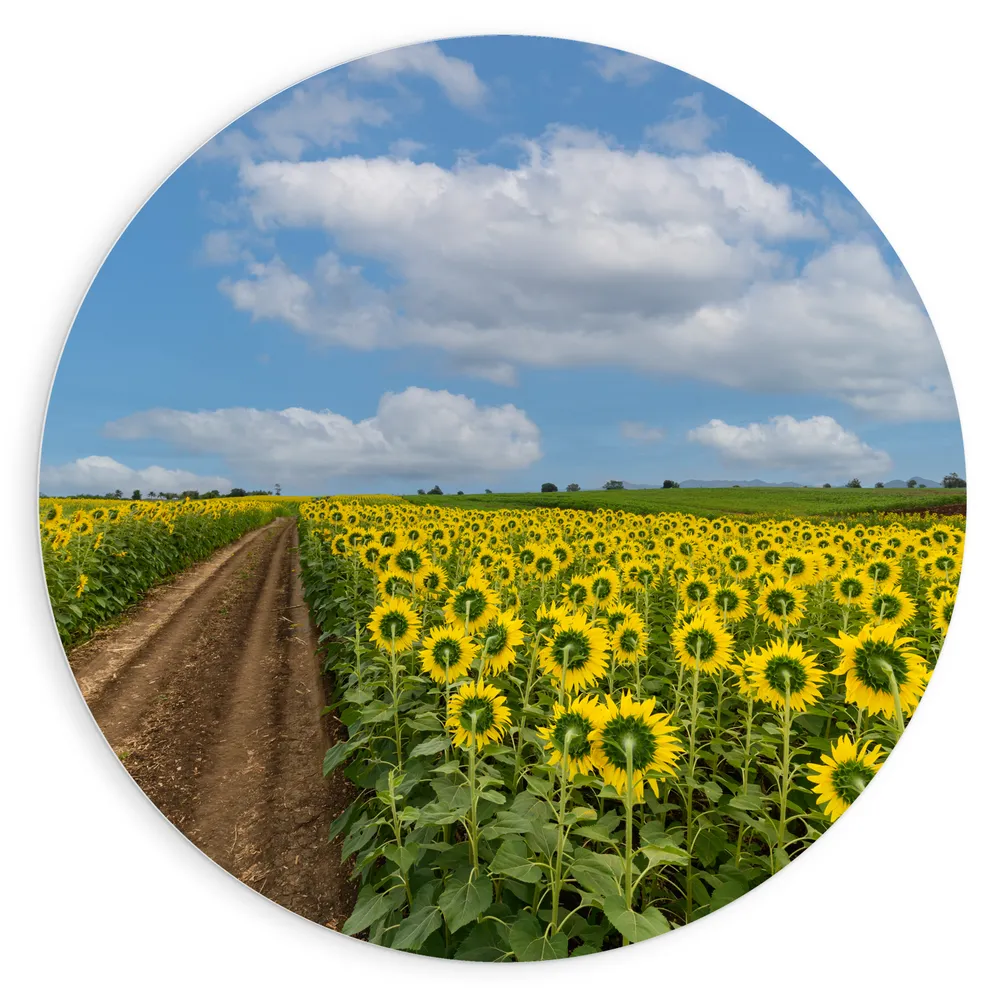 Dibond Muurcirkel - Landschap - Bloemen - Zonnebloemen - Bloemenveld - Pad