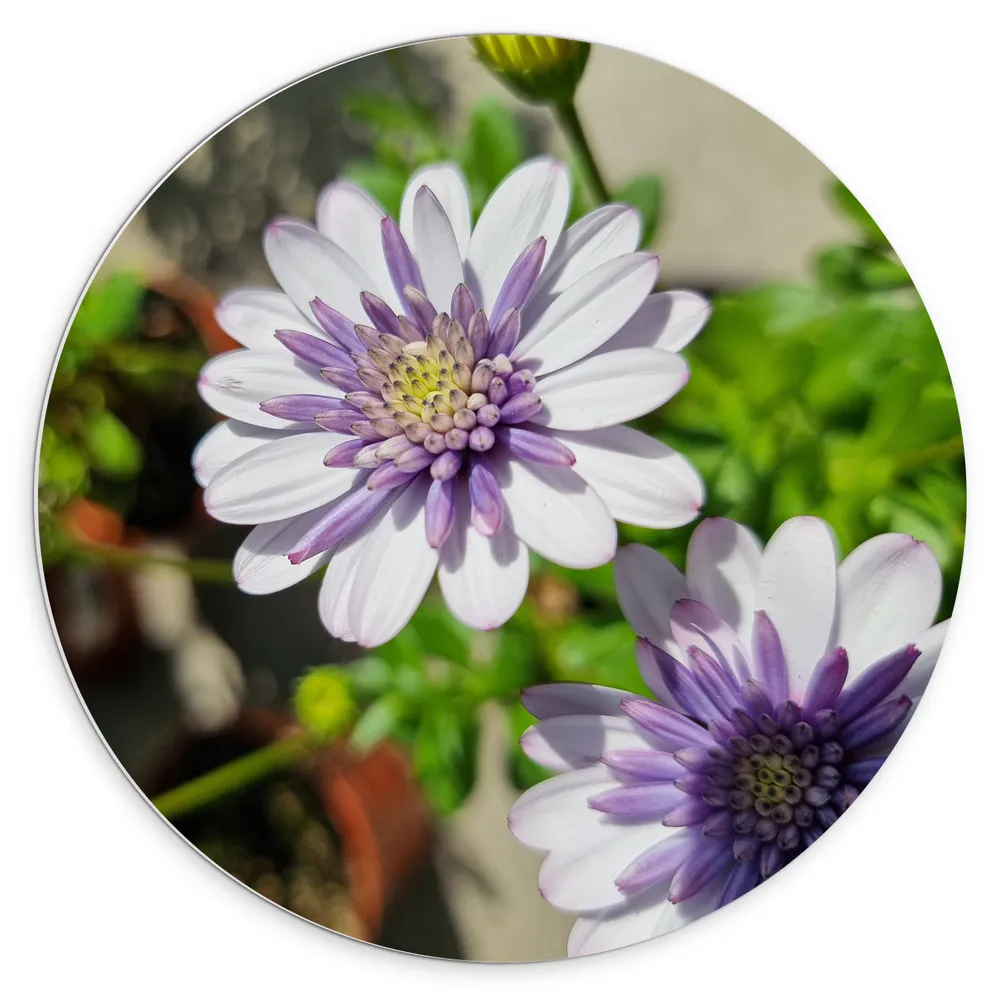 Dibond Muurcirkel - African Daisy Bloemen Wit met Paars in Bloemenpot