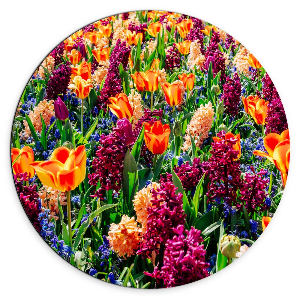 Dibond Muurcirkel - Veld Vol Wilde Bloemen