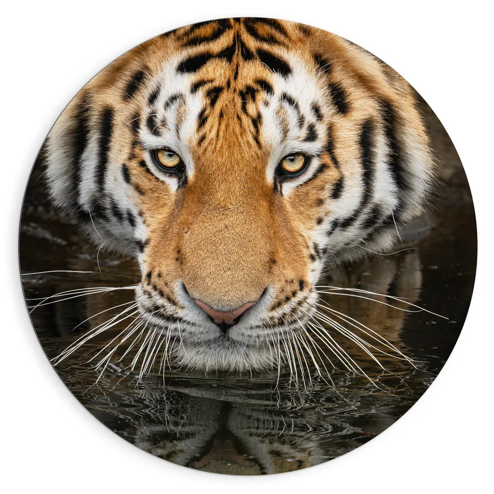 Dibond Muurcirkel - Kop van Drinkende Siberische Tijger met Weerspiegeling