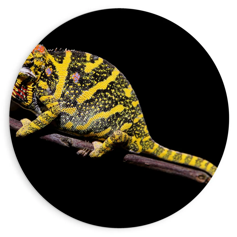 Dibond Muurcirkel - Geel met Zwarte Kameleon op Tak tegen Zwarte Achtergrond