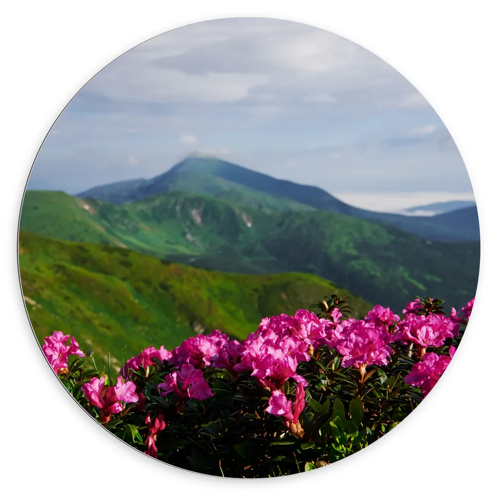Dibond Muurcirkel - Groepje Roze Bloemen op Top van Berg in Berglandschap