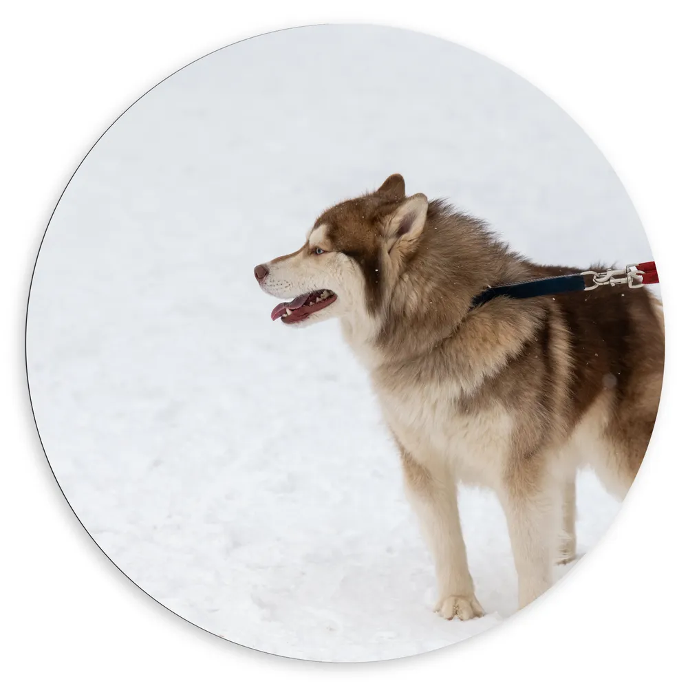 Dibond Muurcirkel - Husky Hond aan Lijn lopend door Besneeuwd Veld