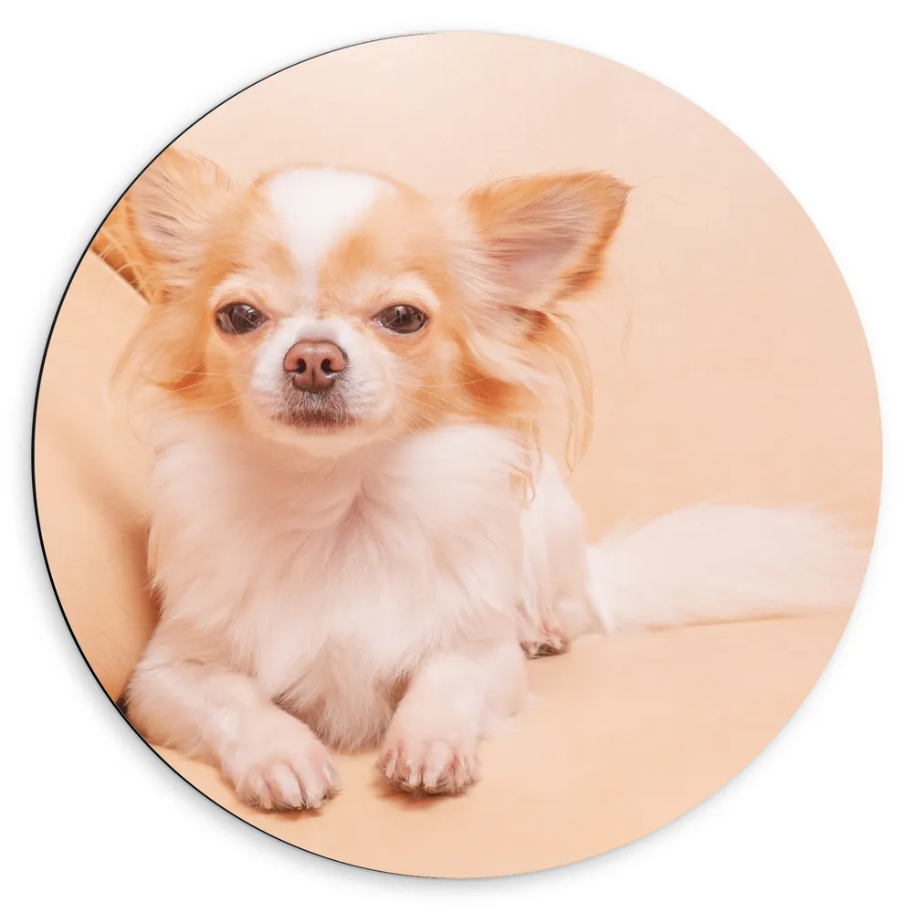 Dibond Muurcirkel - Bruin met Witte Chihuahua Liggend op Beige Bank