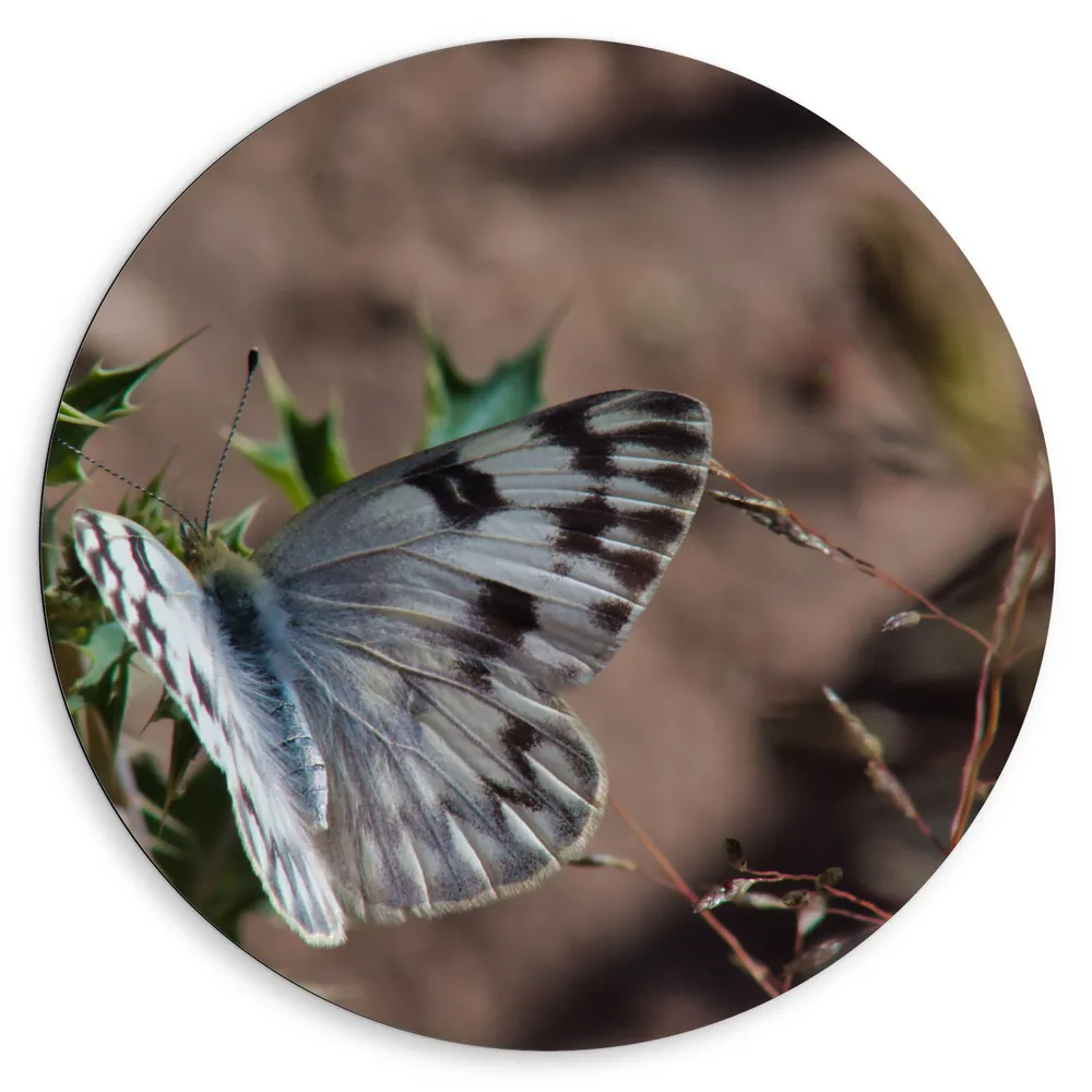 Dibond Muurcirkel - Vlinder - Planten - Grijs - Natuur