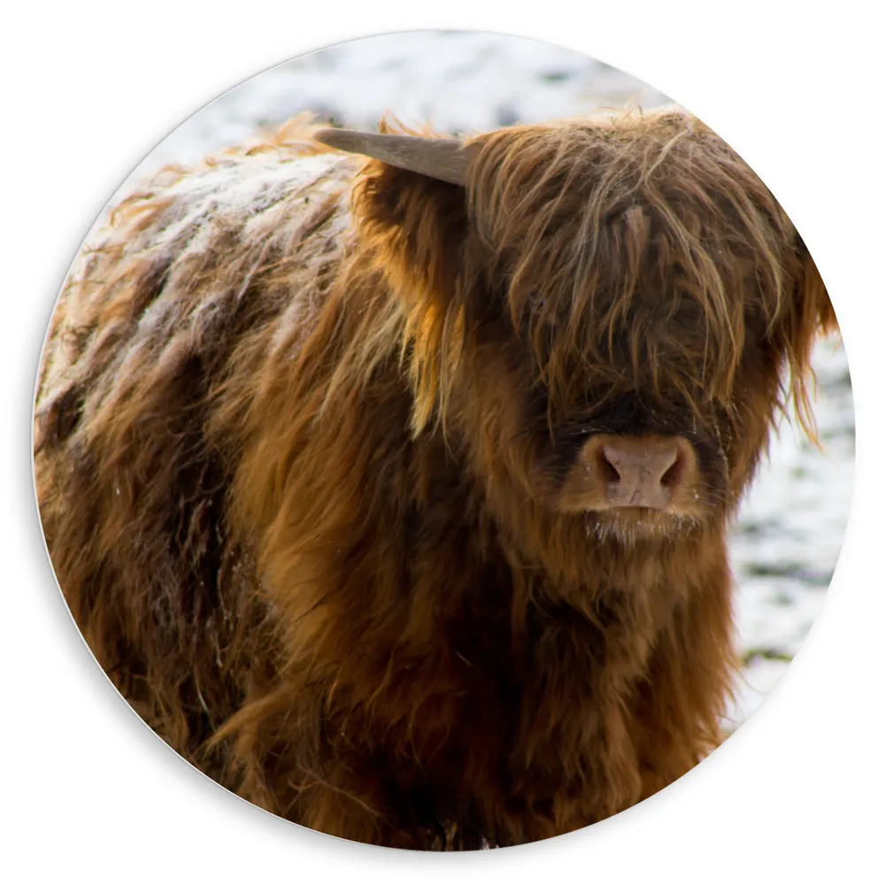 Dibond Muurcirkel - Dier - Schotse - Hooglander - Bruin - Sneeuw