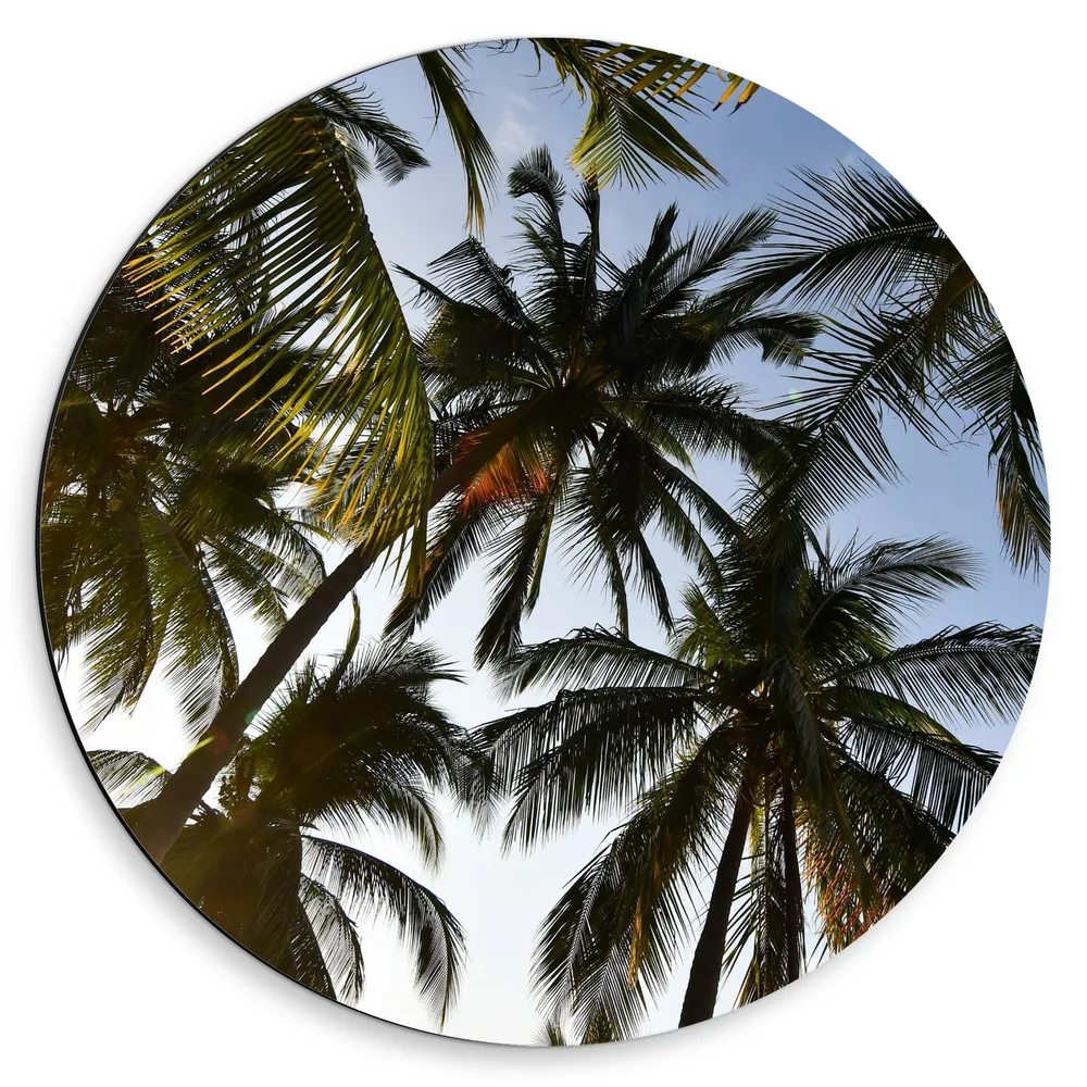 Dibond Muurcirkel - Palmbomen - Tropisch - Zon